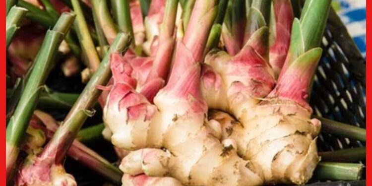 Ginger Farming : বাড়িতে আদা চাষ করতে চান? জেনে নিন এই চাষের সহজ পদ্ধতি