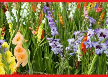 Gladiolus Flower Farming : আকাশ ছোঁয়া বাজার চাহিদা! বাণিজ্যিকভাবে বেশ লাভজনক গ্ল্যাডিওলাস চাষ