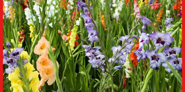 Gladiolus Flower Farming : আকাশ ছোঁয়া বাজার চাহিদা! বাণিজ্যিকভাবে বেশ লাভজনক গ্ল্যাডিওলাস চাষ