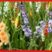 Gladiolus Flower Farming : আকাশ ছোঁয়া বাজার চাহিদা! বাণিজ্যিকভাবে বেশ লাভজনক গ্ল্যাডিওলাস চাষ