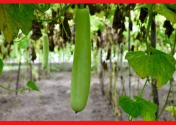 Gourd cultivation: চাহিদা থাকে সারা বছর, এভাবে লাউ চাষ করলে প্রচুর ফলন মিলবে