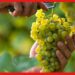 Grape cultivation: অতি জনপ্রিয় আঙুর, বাড়ির ছাদেই টবে করুন এই ফলের চাষ
