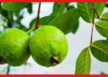 Guava cultivation: গাছ ছোট রাখলে মিলবে বাড়তি ফলন, বাড়ির ছাদে এভাবে করুন পেয়ারা চাষ