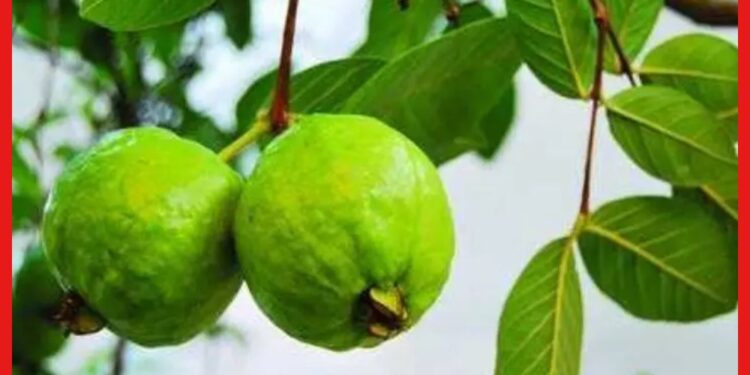 Guava cultivation: গাছ ছোট রাখলে মিলবে বাড়তি ফলন, বাড়ির ছাদে এভাবে করুন পেয়ারা চাষ