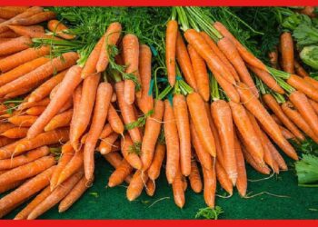 Carrot cultivetion: শীতের রঙিন সবজি গাজরের চাহিদা বছরভর, ভালো ফলন পেতে কিভাবে করবেন চাষ?