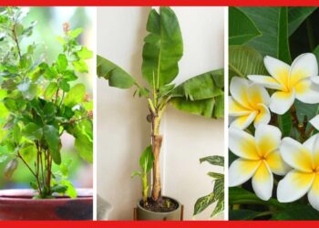 Vastu tips for lucky plant: বাড়িতে লাগান এই চারটি গাছ, মিলবে দেব -দেবীর কৃপা