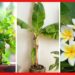 Vastu tips for lucky plant: বাড়িতে লাগান এই চারটি গাছ, মিলবে দেব -দেবীর কৃপা