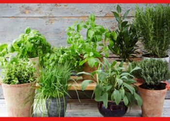 Herbal Garden: শীতে বাড়িতে বানান ভেষজ বাগান, চিকিৎসার খরচ বাঁচবে
