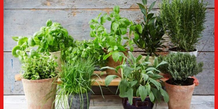 Herbal Garden: শীতে বাড়িতে বানান ভেষজ বাগান, চিকিৎসার খরচ বাঁচবে