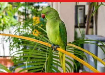 Parrot Vastushastra : পোষ্য হিসেবে রেখেছেন টিয়াপাখি ? বাস্তুমতে খাঁচা সঠিক জায়গায় আছে তো!