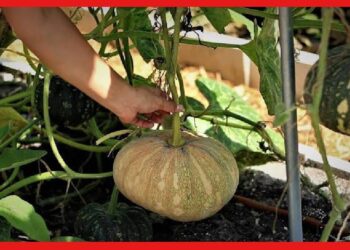 Chinese pumpkin cultivation: সারা বছর চাহিদা, বাড়তি ফলন পেতে এভাবে করুন চাইনিজ কুমড়োর চাষ