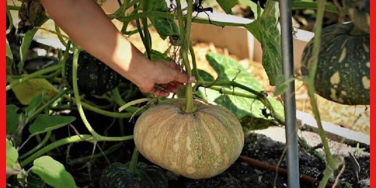 Chinese pumpkin cultivation: সারা বছর চাহিদা, বাড়তি ফলন পেতে এভাবে করুন চাইনিজ কুমড়োর চাষ