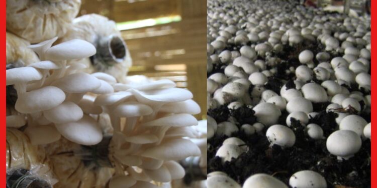 Mushroom cultivation : জনপ্রিয় সুস্বাদু খাবার মাশরুম, বাড়িতে এই পদ্ধতিতে চাষ করে প্রচুর ফলন পান