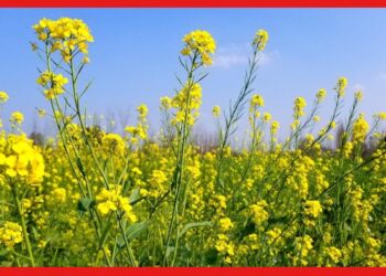 Mustard cultivation: এভাবে সরষে চাষ করুন, ফলন পাবেন অনেক বেশি