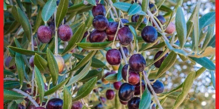 Olives Farming: জলপাই চাষে লক্ষ্মী লাভের সুযোগ! জেনে নিন ফলন বাড়ানোর সঠিক পদ্ধতি