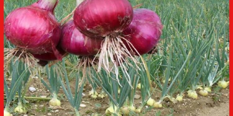 Onion Cultivation: সামান্য খরচে টবেই হবে পিয়াঁজ চাষ, জেনে নিন সহজ পদ্ধতি