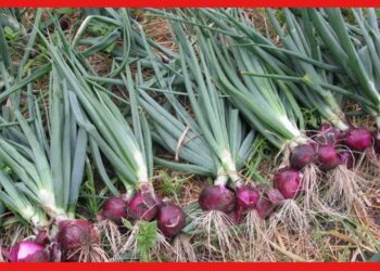 Onion cultivation : সারা বছর সমান চাহিদা, এভাবে পেঁয়াজ চাষ করলে ভালো ফলন মিলবে