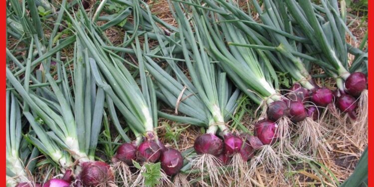 Onion cultivation : সারা বছর সমান চাহিদা, এভাবে পেঁয়াজ চাষ করলে ভালো ফলন মিলবে