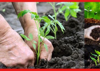 Organic Fertilizer : খুবই সহজে বাড়িতে তৈরি করুন জৈব সার, চোখে পড়বে ফসলের মানোন্নয়ন
