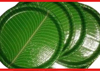 Paper Plate Making Business: বিয়ে থেকে পুজো সবতেই চাহিদা, লাভজনক হতে পারে পেপার প্লেটের ব্যবসা