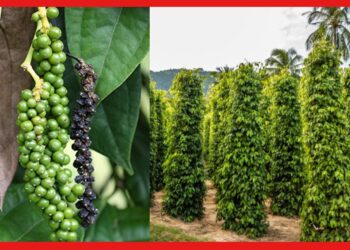 Black Paper Farming: লতা জাতীয় এই গাছ দেবে বিপুল আয়! জেনে নিন গোলমরিচ চাষের পদ্ধতি