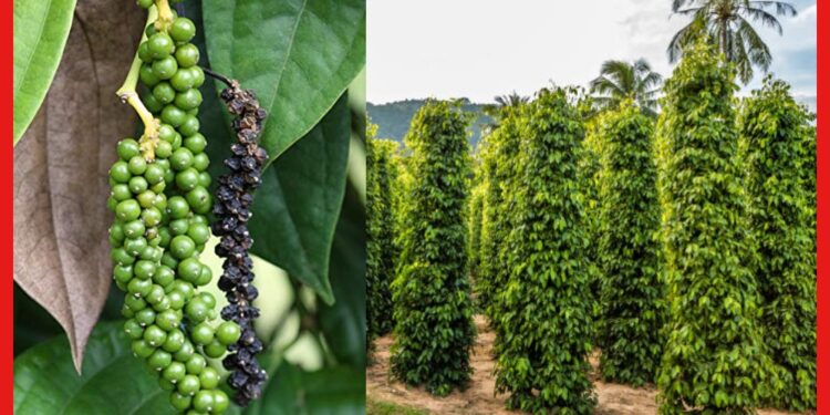 Black Paper Farming: লতা জাতীয় এই গাছ দেবে বিপুল আয়! জেনে নিন গোলমরিচ চাষের পদ্ধতি