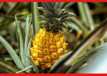 Expensive Pineapple: একটি আনারস চাষে ব্যয় ১ লাখ! বিশ্বের কোথায় হয় এমন বিচিত্র ফল ?