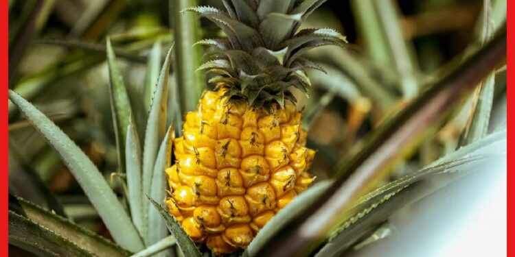 Expensive Pineapple: একটি আনারস চাষে ব্যয় ১ লাখ! বিশ্বের কোথায় হয় এমন বিচিত্র ফল ?