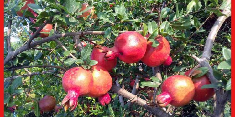 Pomegranate Farming: চাকুরিজীবীর থেকেও বেশি আয়! মুনাফা কামান বেদানা চাষে