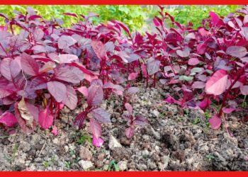 Red Amaranth Farming: বাণিজ্যিকভাবে চাষ করুন লাল শাক, ৪০ দিনের মাথায় মিলবে ফসল