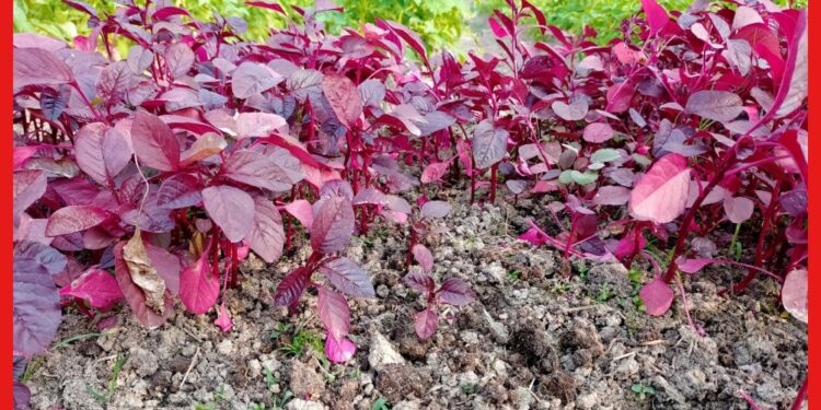 Red Amaranth Farming: বাণিজ্যিকভাবে চাষ করুন লাল শাক, ৪০ দিনের মাথায় মিলবে ফসল