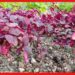 Red Amaranth Farming: বাণিজ্যিকভাবে চাষ করুন লাল শাক, ৪০ দিনের মাথায় মিলবে ফসল