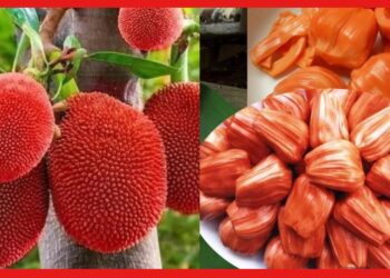 Red Jackfruit Farming : আঠা বিহীন উজ্জ্বল লাল রঙ, ভারতেও নজর কেড়েছে ভিয়েতনামের লাল কাঁঠাল