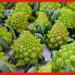 Romanesco Cauliflower : পুষ্টিগুণে সমৃদ্ধ রোমানেস্কো ফুলকপির দাম প্রচুর, এটি স্বাদে কেমন?