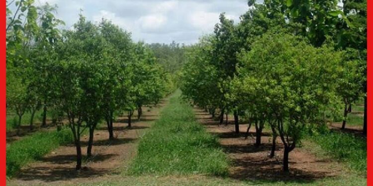 Sandalwood Farming: চন্দন গাছ চাষ করেই হবেন লাখপতি, জেনে নিন সহজ পদ্ধতি