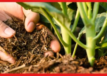 Soil fertility: ভালো মাটি উন্নত ফলন দেয়, কিভাবে বাড়াবেন মাটির উর্বরতা?