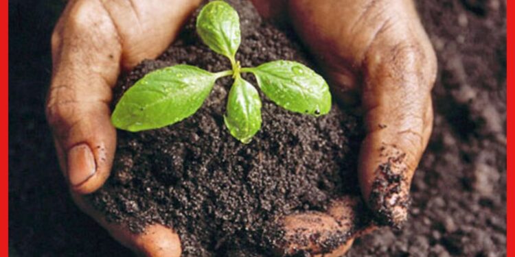Soil fertility: জমির উর্বরতা বৃদ্ধি করতে মেনে চলুন এই সহজ উপায়, ফসল পাবেন দ্বিগুণ