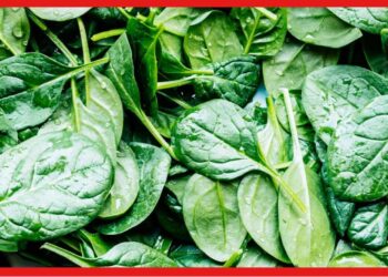 Spinach cultivetion: জনপ্রিয় ও সুস্বাদু হওয়ায় চাহিদা ব্যাপক, এভাবে করুন পালংশাকের চাষ