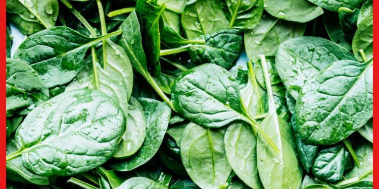 Spinach cultivetion: জনপ্রিয় ও সুস্বাদু হওয়ায় চাহিদা ব্যাপক, এভাবে করুন পালংশাকের চাষ