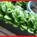 Grow Spinach at Home: শীতে ছোট্ট টবেই হবে পালং চাষ, এইভাবে বানান জৈব সার