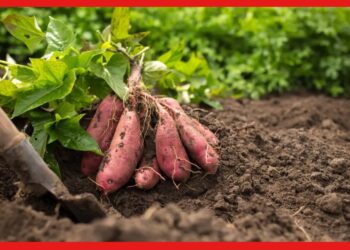 Sweet Potato Cultivation : কৃষকদের লাভের মুখ দেখাচ্ছে মিষ্টি আলু, জেনে নিন চাষের সহজ পদ্ধতি