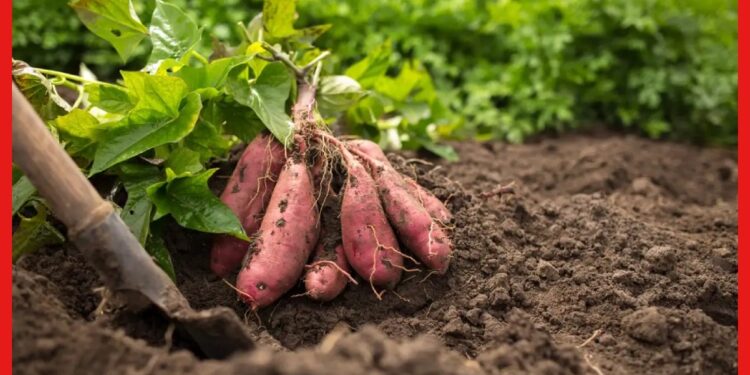 Sweet Potato Cultivation : কৃষকদের লাভের মুখ দেখাচ্ছে মিষ্টি আলু, জেনে নিন চাষের সহজ পদ্ধতি