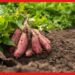 Sweet Potato Cultivation : কৃষকদের লাভের মুখ দেখাচ্ছে মিষ্টি আলু, জেনে নিন চাষের সহজ পদ্ধতি