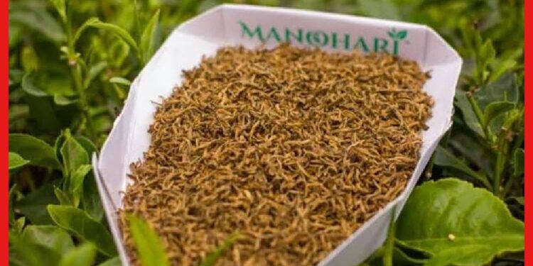 Manohari Gold Tea: ১.১৫ লক্ষ কেজি দরে বিকোচ্ছে মনোহারি গোল্ড টি, কোথায় মেলে এমন বিরল চা ?