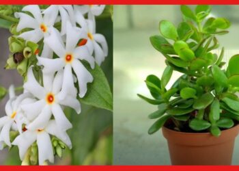 Vastu Tips : সর্বদা বজায় থাকবে মা লক্ষ্মীর কৃপাদৃষ্টি, এই গাছগুলি বাড়িতে রেখেছেন তো?