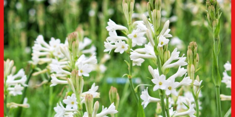 Tuberose cultivation: চাহিদা বাড়ছে দিন দিন, উন্নত পদ্ধতিতে এভাবে করুন রজনীগন্ধার চাষ