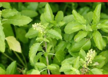 Basil Farming: অন্তর্বর্তী ফসল হিসেবে চাষ করুন তুলসী, স্বল্প পুঁজিতে অধিক উপার্জনের পথ