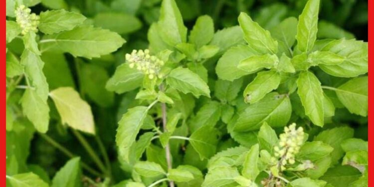Basil Farming: অন্তর্বর্তী ফসল হিসেবে চাষ করুন তুলসী, স্বল্প পুঁজিতে অধিক উপার্জনের পথ