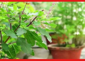 New Year Vastu Tips: জানুয়ারির আগে বাড়িতে আনুন এই জিনিসগুলি, নির্বিঘ্নে কাটবে আগামী বছর