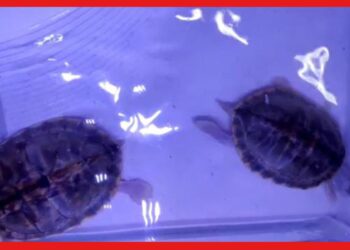 Arrested for keeping turtle : শখের বশে বাড়ি সাজিয়েছিলেন কচ্ছপ দিয়ে, বনদফতরের হাতে হতে হল আটক